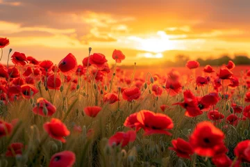Fototapeten A breathtaking field of vibrant red poppies under the golden glow of a spring sunset © mikeosphoto