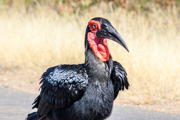 Southern Ground Hornbill (Bucorvus leadbeateri) walking during the day, Kruger National Park, South Africa