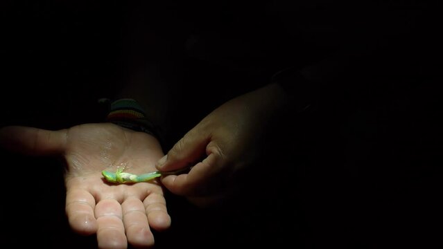 A glass frog in the hand of a naturalist in Limoncocha National Biological Reserve in Ecuador, South America. Rainforests of the Amazon basin.