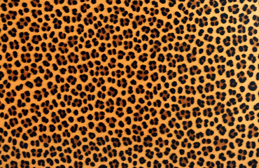 leopard skin texture. Close-up of a leopard's spot. leopard background - obrazy, fototapety, plakaty