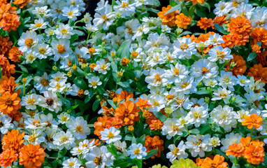 Bright orange, yellow, and white zinnia flowers bloom in garden