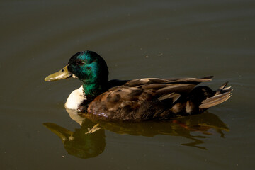 duck, kaczka, bird , ptak,  woda © Romek