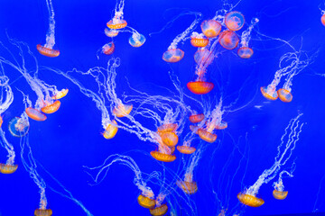 Fototapeta na wymiar jelly fishes in the ocean