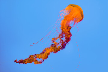  jelly fishes in blue sea