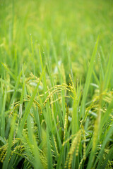close up of rice when it turns yellow ready for harvest