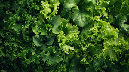green background, texture of fresh lettuce leaves, top view - obrazy, fototapety, plakaty