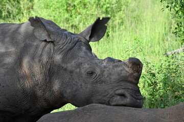 White rhinoceros in Sabi Sands Game Reserve | Safari | Big Five | South Africa