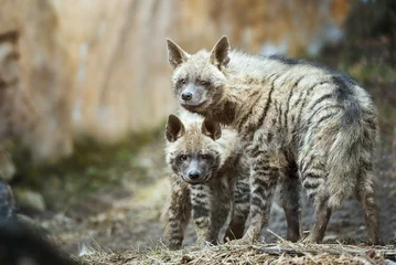 Fotobehang Hyena Striped hyena (Hyaena hyaena) with broad head and dark eyes  © Sangur