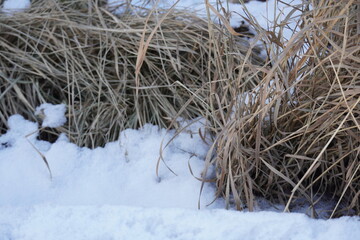 Dry grass surrounded by white snow during winter time. Close up, background, backdrop. Estonia, February 2024.