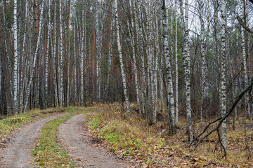 A country road in a pine forest in autumn.