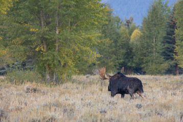 Bull Shiras Moose During the Rut in Wyoming in Autumn