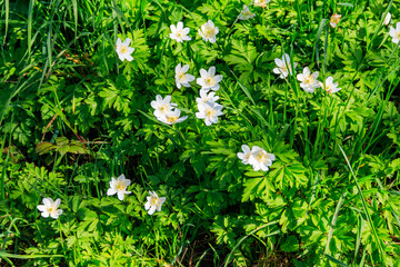 Wood anemone (Anemone nemorosa), also known windflower, European thimbleweed and smell fox