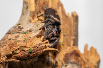 An adult female regal jumping spider (phidippus regus) perched on a wood feature in her terrarium.