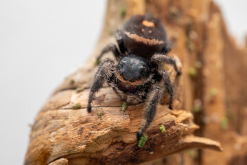 An adult female regal jumping spider (phidippus regus) perched on a wood feature in her terrarium.