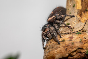 An adult female regal jumping spider (phidippus regus) perched on a wood feature in her terrarium.