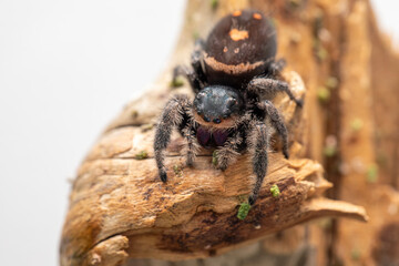 An adult female regal jumping spider (phidippus regus) perched on a wood feature in her terrarium.