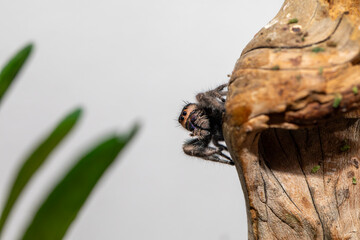 An adult female regal jumping spider (phidippus regus) perched on a wood feature in her terrarium.