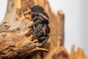 An adult female regal jumping spider (phidippus regus) perched on a wood feature in her terrarium.