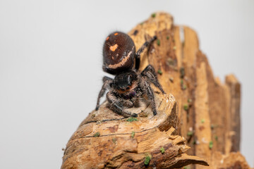 An adult female regal jumping spider (phidippus regus) perched on a wood feature in her terrarium.
