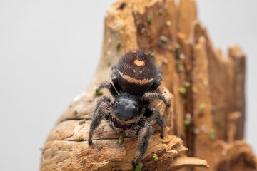 An adult female regal jumping spider (phidippus regus) perched on a wood feature in her terrarium.