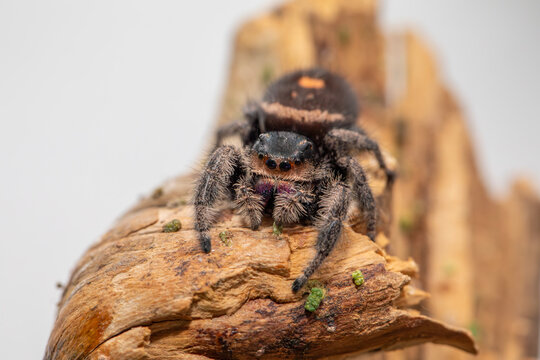An adult female regal jumping spider (phidippus regus) perched on a wood feature in her terrarium.