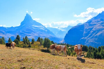 Fototapeta na wymiar Swiss cows grazing on a meadow against the background of the Matterhorn, Switzerland
