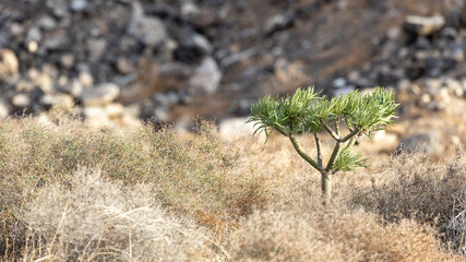 Small tree plants growing out of brown volcanic rock in slopes of gran canaria, spain near town of Agaete