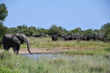 African elephant vs. Buffalo herd in Kruger National Park | Safari | Big Five | South Africa