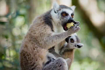Cute ring tailed lemurs in South Africa