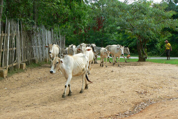 Farmer herding cattle in Myanmar, Burma