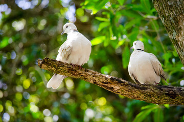 Birds in love on a branch