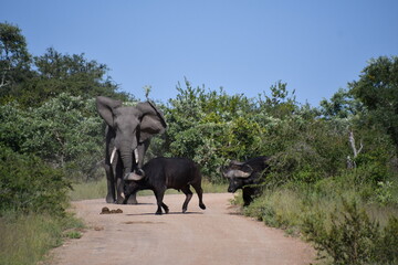 African elephant vs. Buffalo herd in Kruger National Park | Safari | Big Five | South Africa