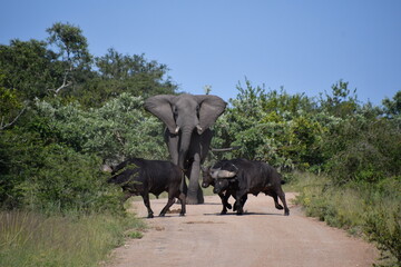 African elephant vs. Buffalo herd in Kruger National Park | Safari | Big Five | South Africa