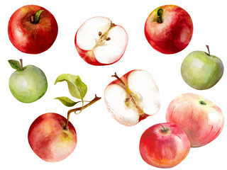 Watercolor set of red and green apples isolated on a white background. Bright illustration for design.