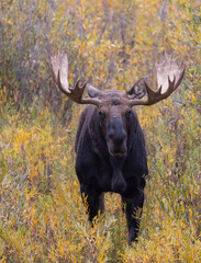 Bull Shiras Moose During the Rut in Wyoming in Autumn