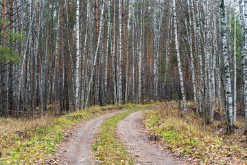 A country road in a pine forest in autumn.
