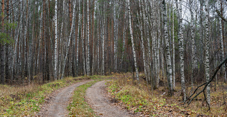 A country road in a pine forest in autumn.