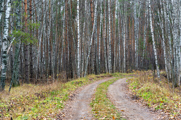 Obraz premium A country road in a pine forest in autumn.