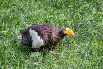 Close up of a Steller's Sea Eagle (Haliaeetus pelagicus)