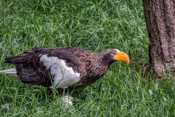 Close up of a Steller's Sea Eagle (Haliaeetus pelagicus)