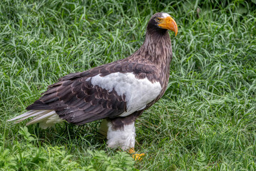 Close up of a Steller's Sea Eagle (Haliaeetus pelagicus)