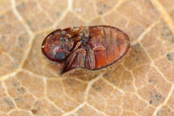 Lasioderma serricorne commonly known as the cigarette beetle, cigar beetle, or tobacco beetle is pest of tobacco dried herbs and many of others stored