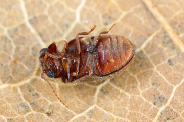 Lasioderma serricorne commonly known as the cigarette beetle, cigar beetle, or tobacco beetle is pest of tobacco dried herbs and many of others stored