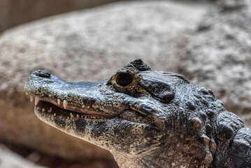 The powerful jaws of a Yacare Caiman