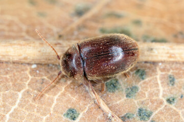 Lasioderma serricorne commonly known as the cigarette beetle, cigar beetle, or tobacco beetle is...