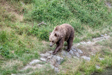 European Brown Bear, Ursus arctos