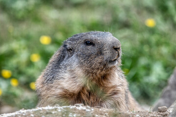 Naklejka na ściany i meble Close up big cute fluffy Alpine Marmot (Marmota marmota)