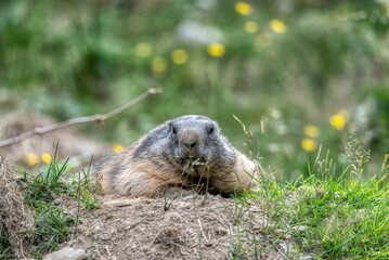 Close up big cute fluffy Alpine Marmot (Marmota marmota)