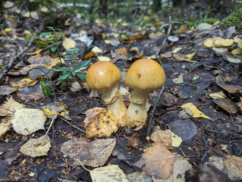 Cortinarius triumphans in the coniferous forest