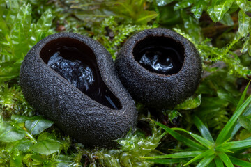 Pseudoplectania nigrella mushrooms, commonly known as the ebony cup, the black false plectania, or the hairy black cup